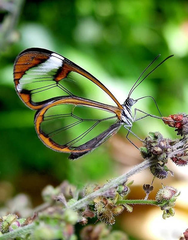 The Incredible Glasswing Butterfly Some Stunning Photos Amazing the-incredible-glasswing-butterfly-some-stunning-photos-amazing